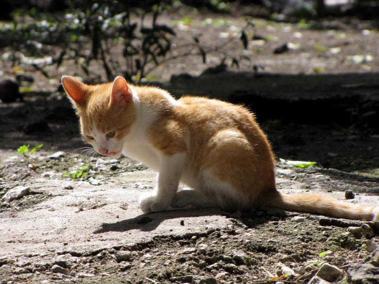 Free stock image of Little kitten created by Pixabay