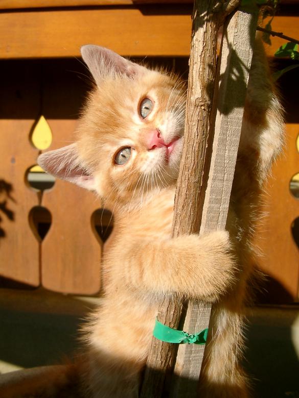 Free stock image of Little kitten created by Pixabay