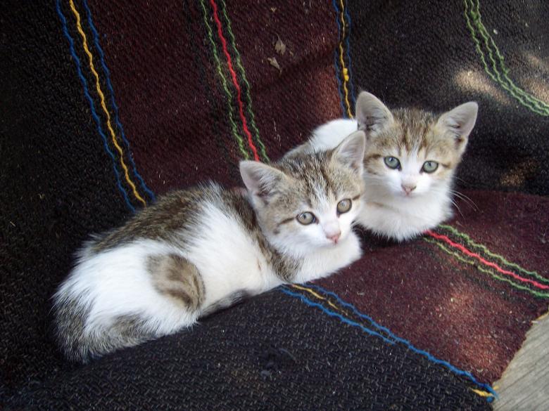 Free stock image of Little kittens created by Pixabay