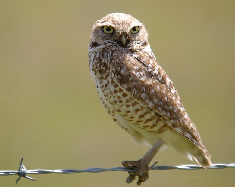Free stock image of Little Owl created by Pixabay