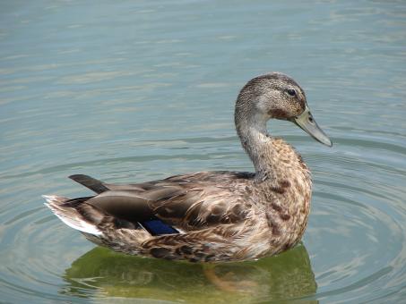 Free Stock Photo of Mallard Duck in the River