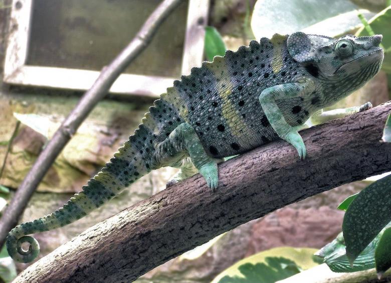 Free stock image of Mellers Chameleon created by Pixabay