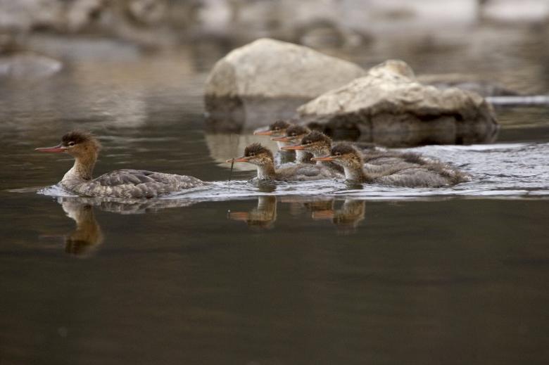 Free stock image of Merganser Ducks Swimming created by Pixabay