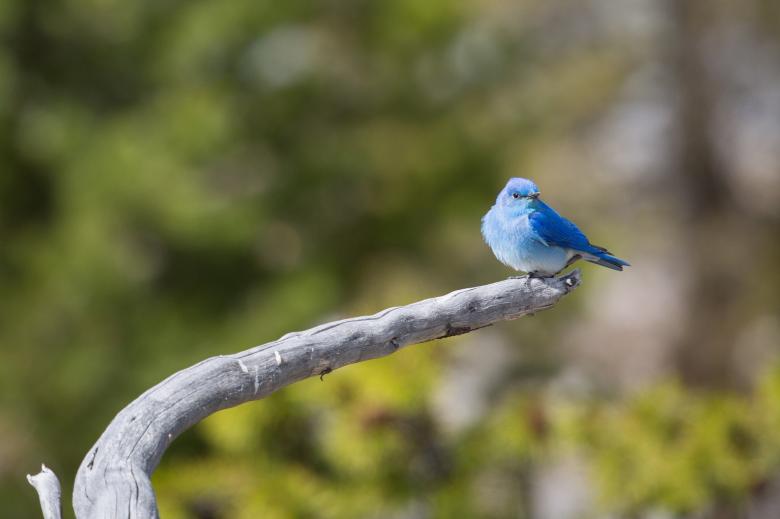 Free stock image of Mountain Bluebird created by Pixabay