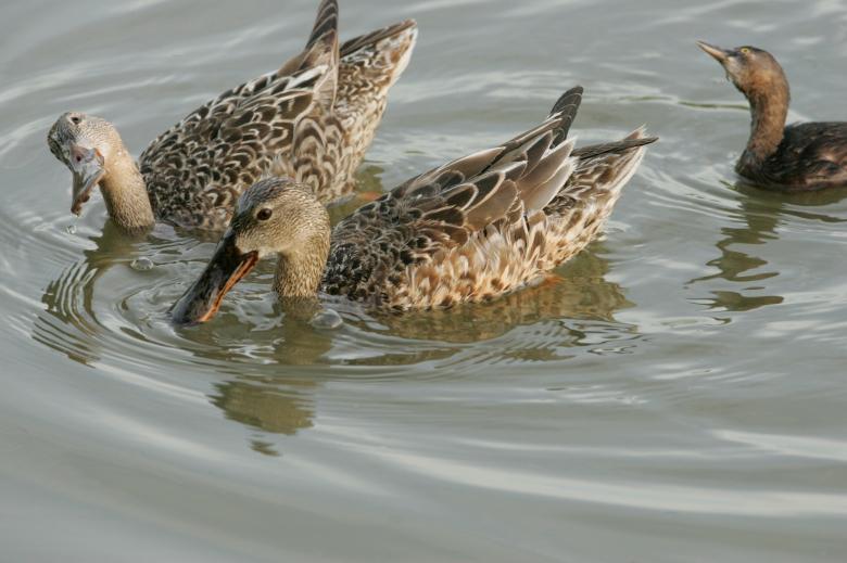 Free stock image of Northern Shovelers in the River created by Pixabay