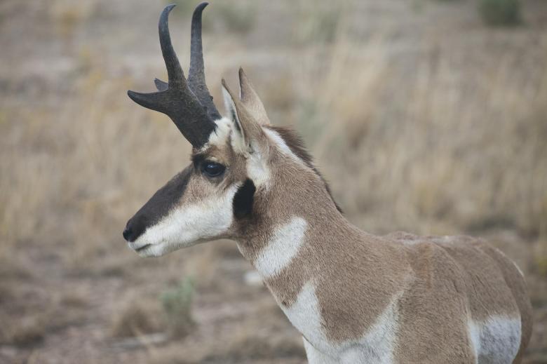Free stock image of Pronghorn Antelope created by Pixabay
