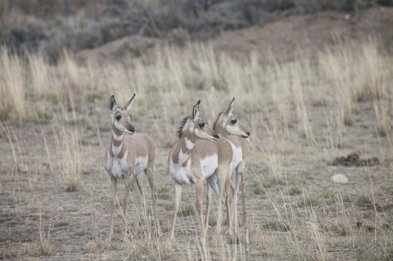 Free stock image of Pronghorn Sheep created by Pixabay