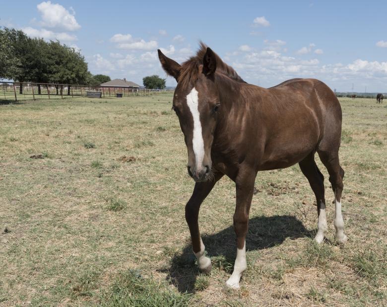 Free stock image of Quarter Horse created by Pixabay