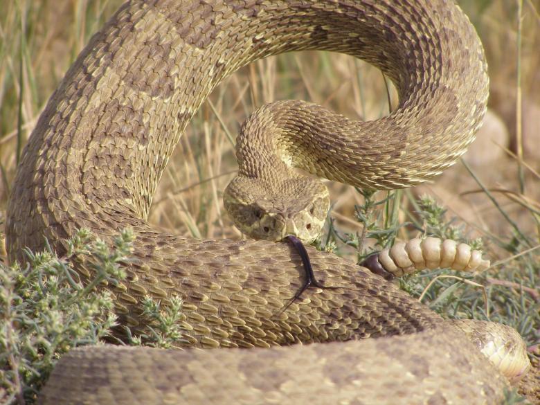 Free stock image of Rattlesnake in the Jungle created by Pixabay