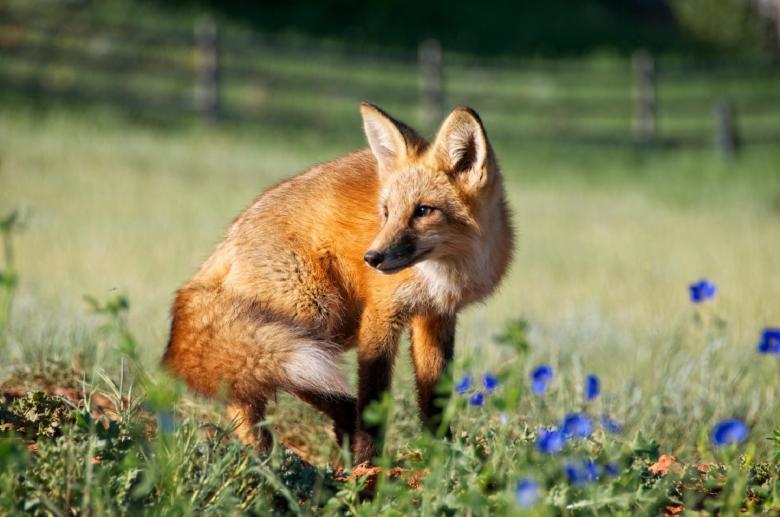 Free stock image of Red Fox created by Pixabay
