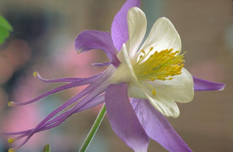 Free stock image of Rocky Mountain Columbine created by Pixabay