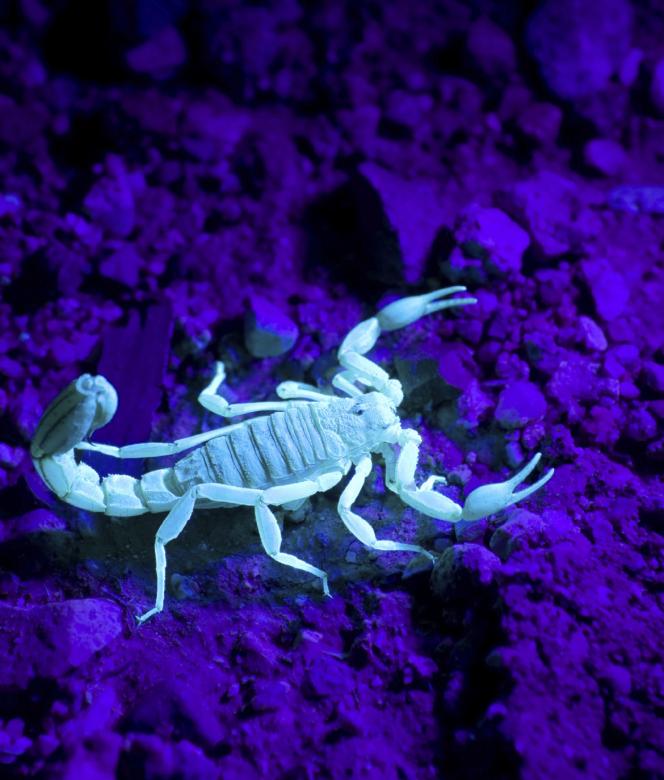 Free stock image of Glowing Scorpion created by Pixabay