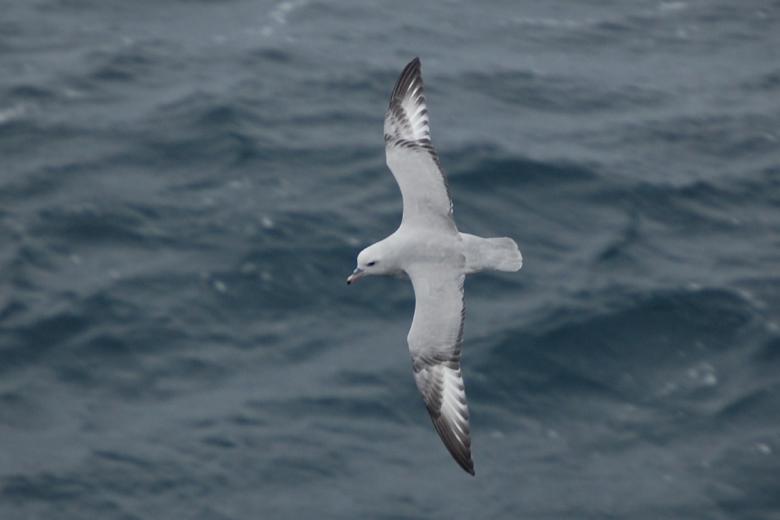 Free stock image of Seagull Flying on the Sea created by Pixabay