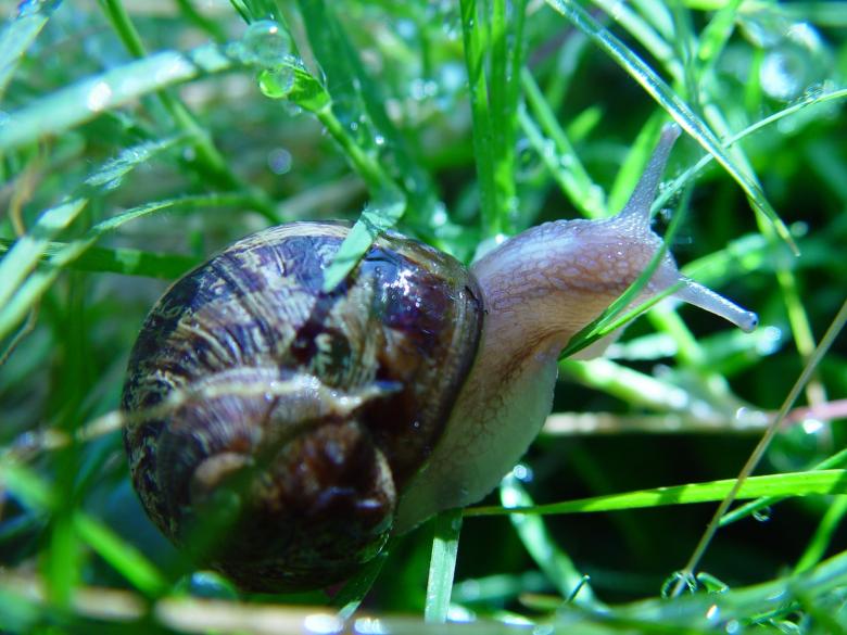 Free stock image of Wild Snail created by Pixabay