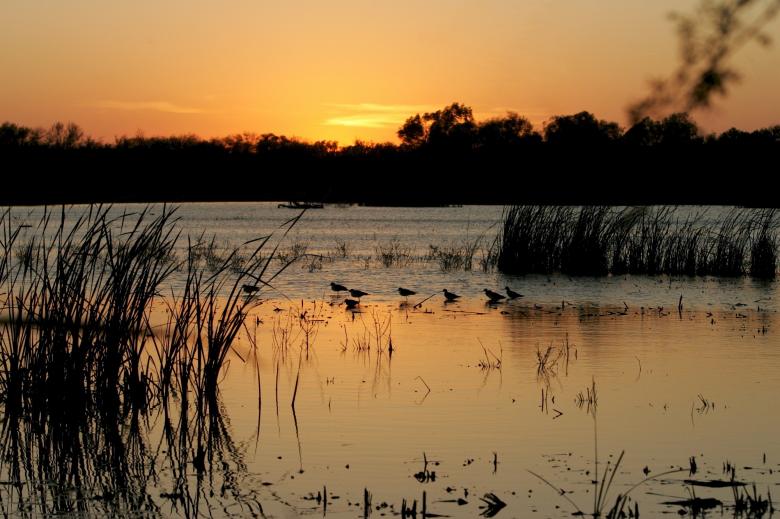 Free stock image of Birds in the River created by Pixabay
