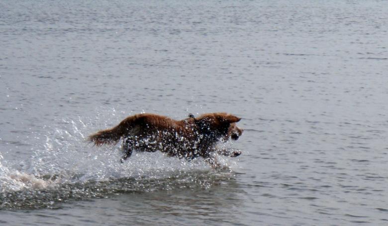 Free stock image of Toller in the Lake created by Pixabay