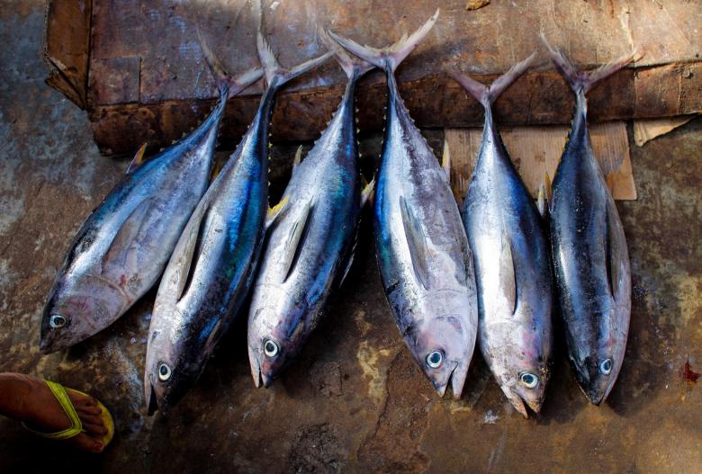 Free stock image of Tuna created by Pixabay