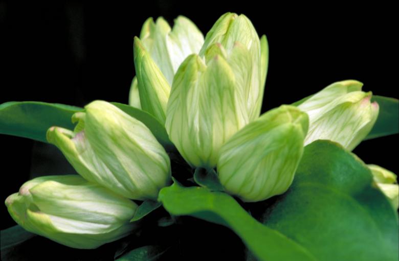 Free stock image of White Gentian created by Pixabay