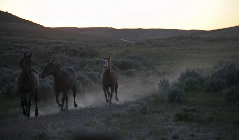 Free stock image of Wild Horses created by Pixabay