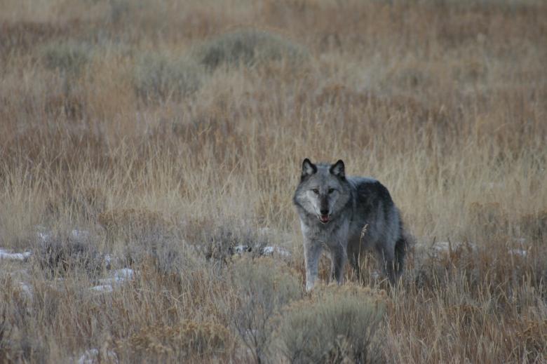 Free stock image of Wild Wolf created by Pixabay