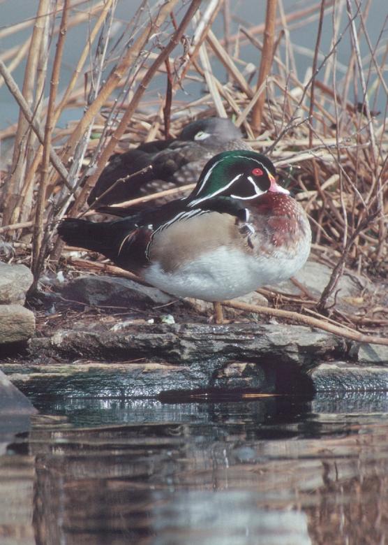 Free stock image of Wood Duck created by Pixabay