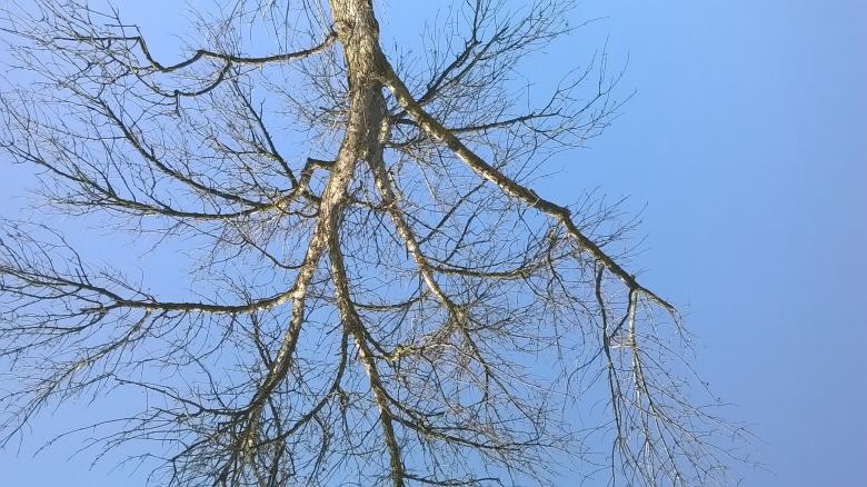 Free stock image of Tree Top created by Mario