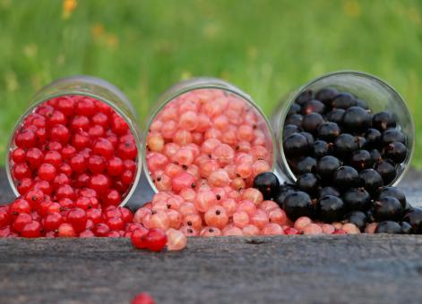 Three Berry Varieties - Free Stock Photo