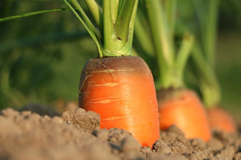 Free stock image of Carrot growth created by svklimkin