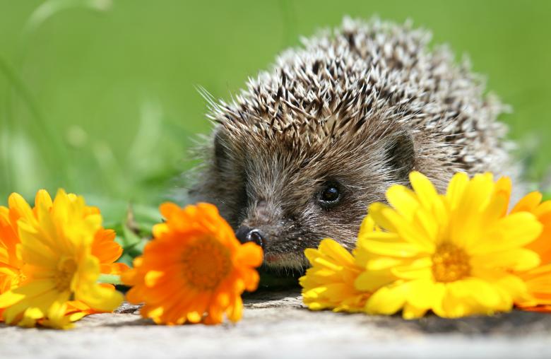 Free stock image of Funny hedgehog created by svklimkin