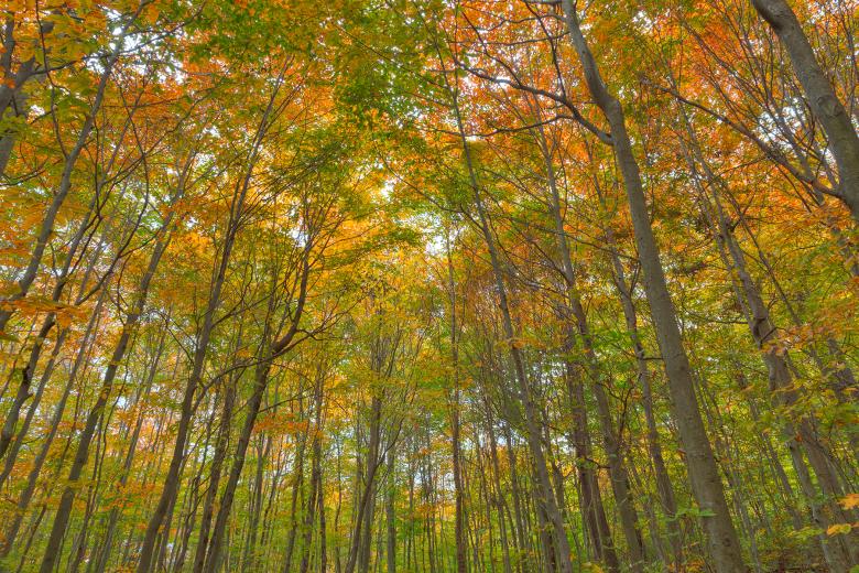 Free stock image of Fall Forest Foliage - HDR created by Nicolas Raymond
