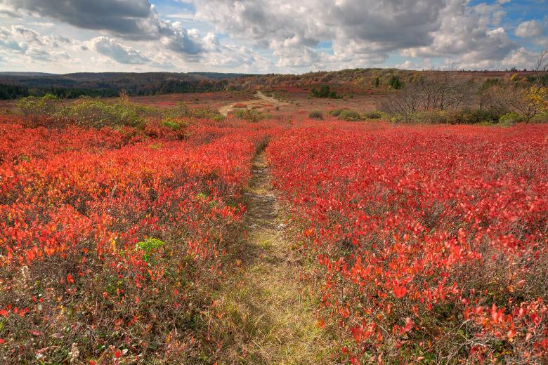 Free stock image of Autumn Huckleberry Trail - HDR created by Nicolas Raymond