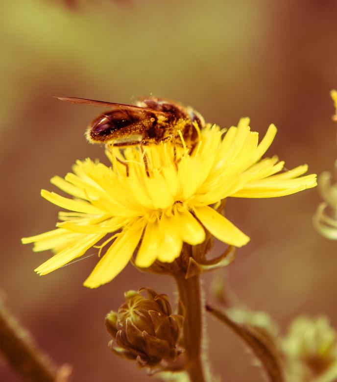 Free stock image of Bee on a flower created by Alen