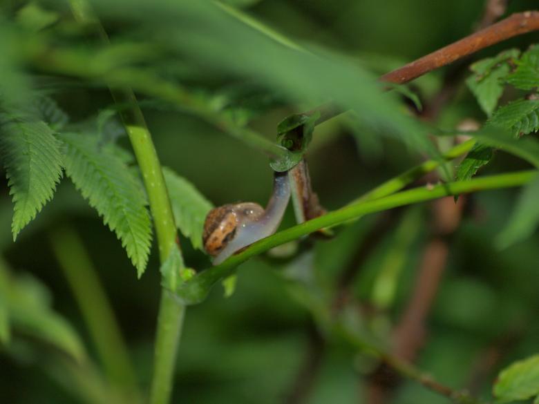 Free stock image of Snail in garden created by Marko Mäkinen