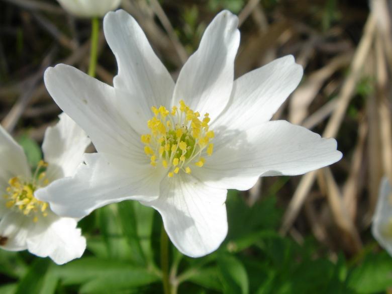 Free stock image of Fresh Anemone created by Pixabay