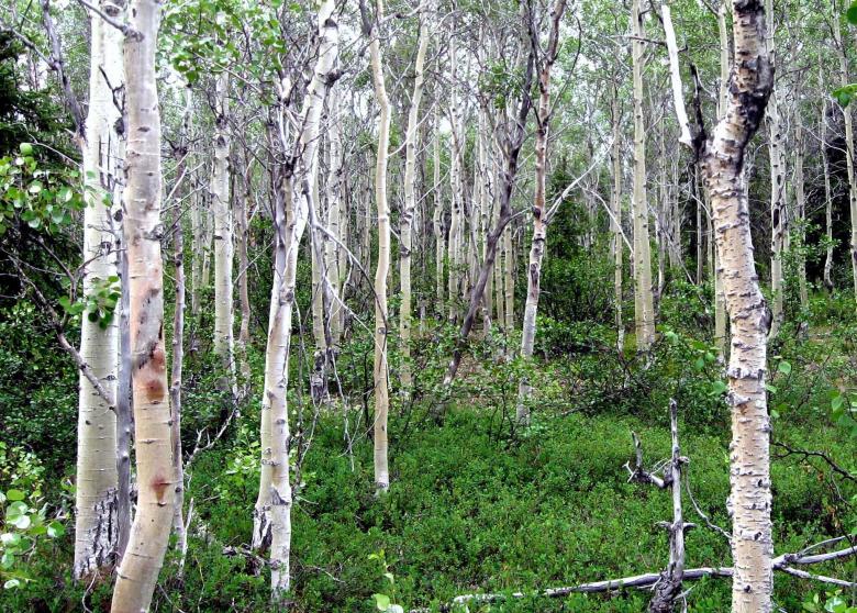 Free stock image of Aspen Trees created by Pixabay