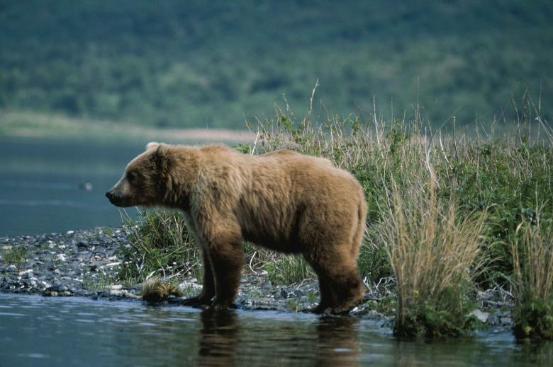 Free stock image of Brown Bear Hunting created by Pixabay