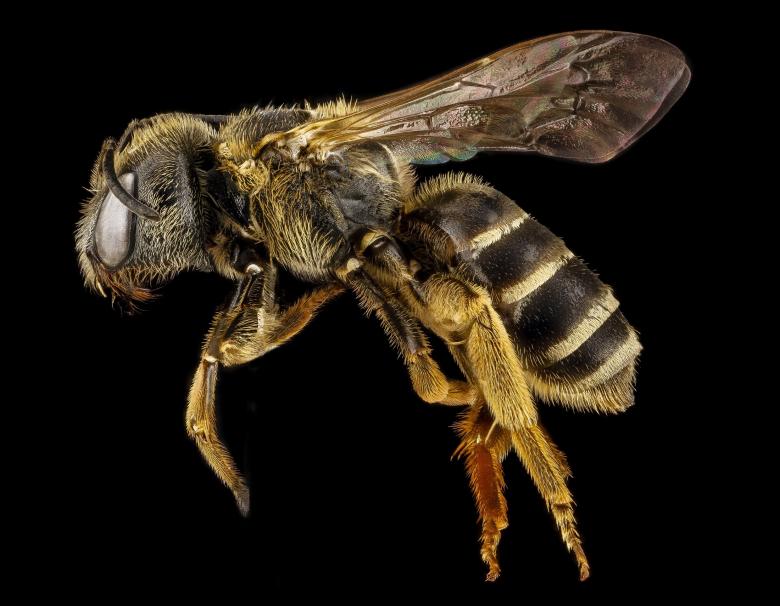 Free stock image of Bee Closeup created by Pixabay