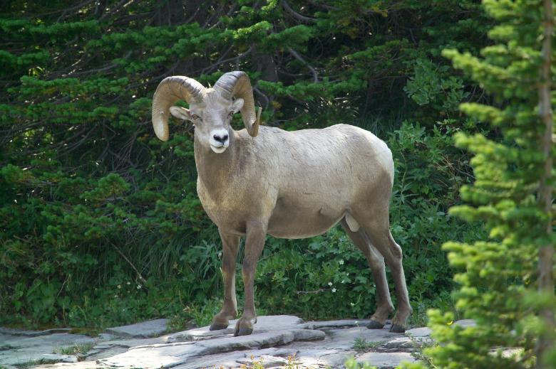 Free stock image of Big Horn Sheep created by Pixabay