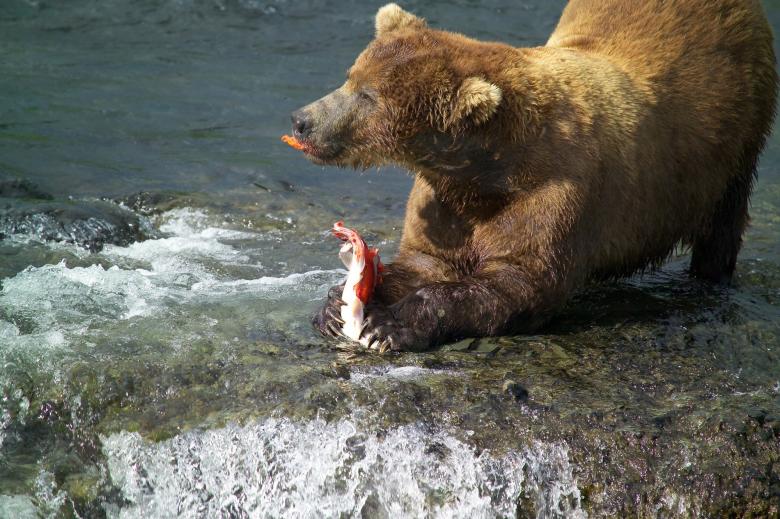 Free stock image of Brown Bear Hunting created by Pixabay