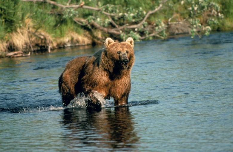 Free stock image of Brown Bear Hunting created by Pixabay