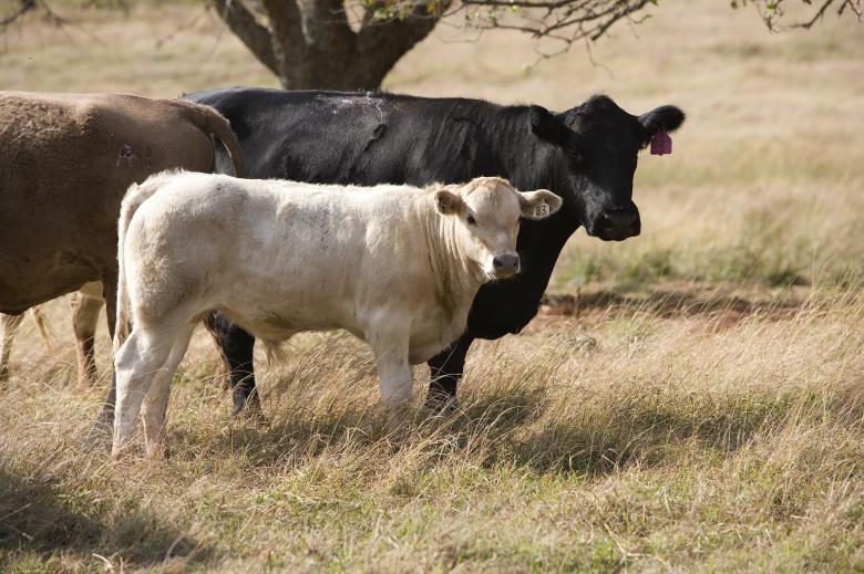 Free stock image of Cattle Farm created by Pixabay