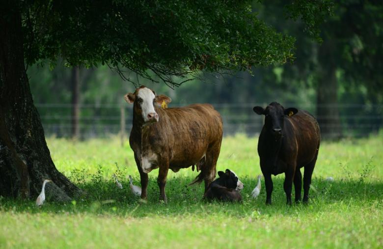 Free stock image of Cattle Farm created by Pixabay