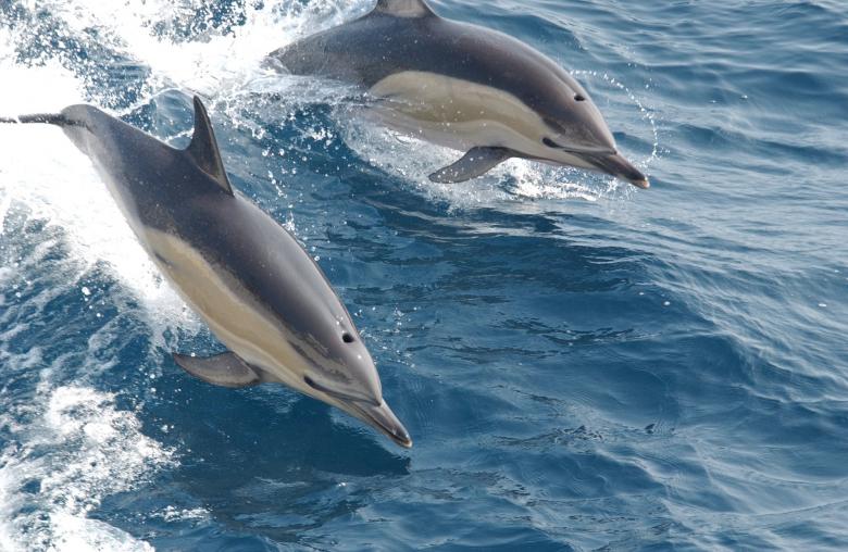Free stock image of Common Dolphins created by Pixabay