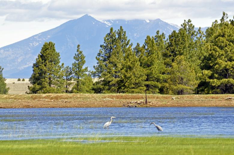 Free stock image of Blue Herons in the River created by Pixabay