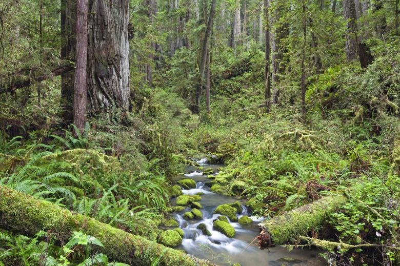 Free stock image of Water Stream through the Jungle created by Pixabay