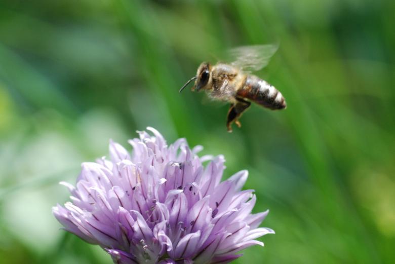 Free stock image of Honeybee Pollinating created by Pixabay