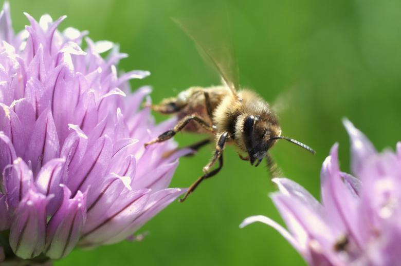 Free stock image of Honeybee Pollinating created by Pixabay