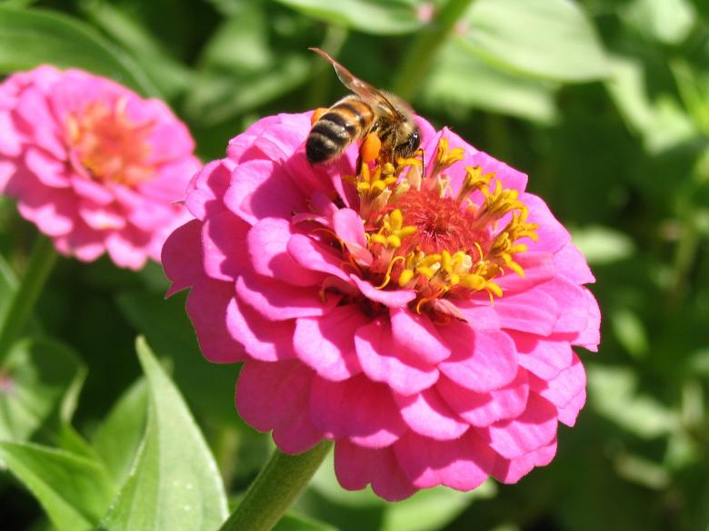 Free stock image of Honeybee Pollinating created by Pixabay