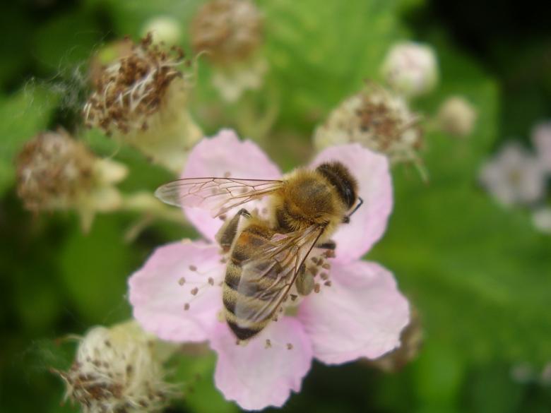 Free stock image of Honeybee Pollinating created by Pixabay