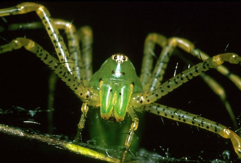Free stock image of Lynx Spider created by Pixabay
